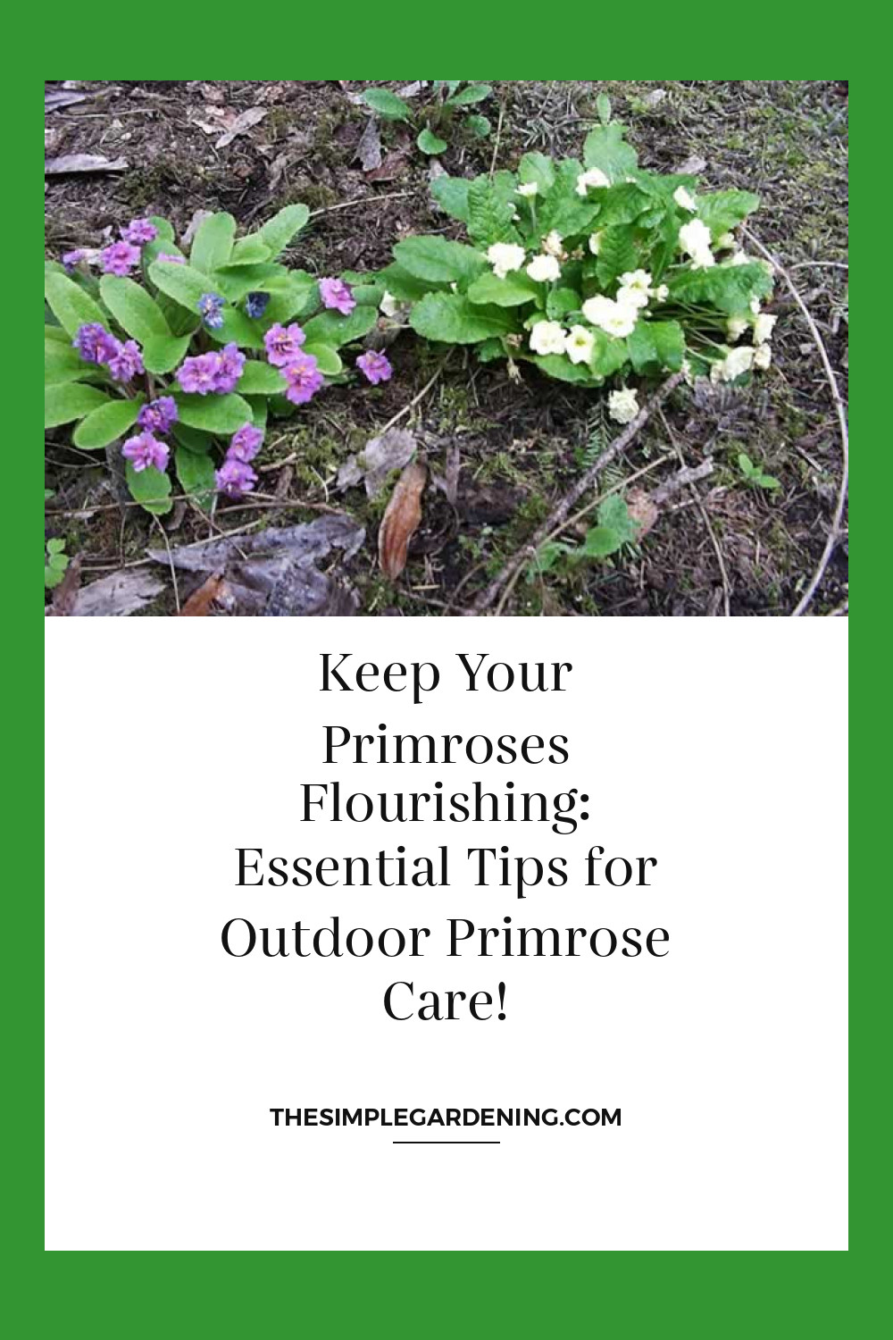 Keep Your Primroses Flourishing: Essential Tips for Outdoor Primrose Care!